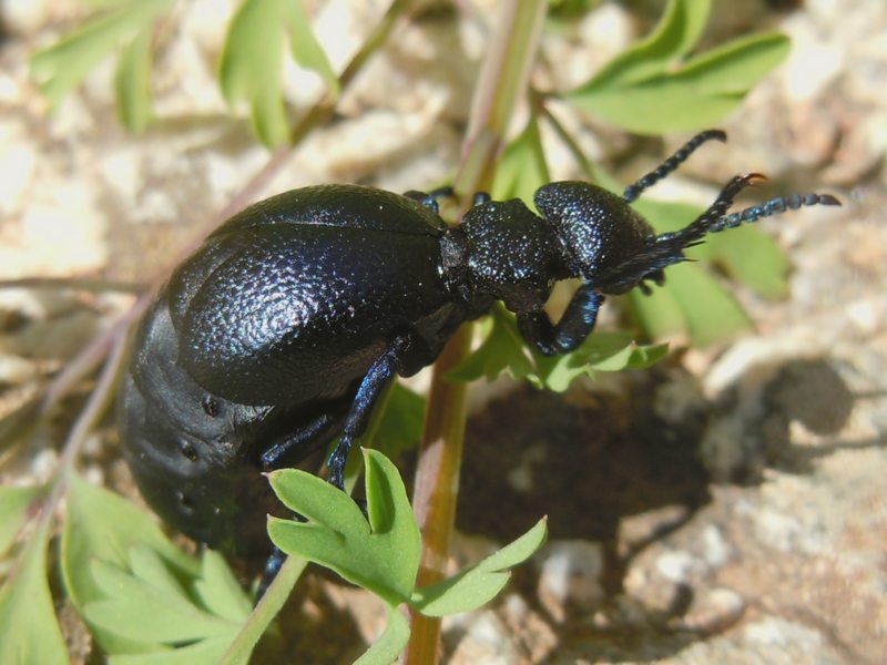 ...dalla Gallura... Meloe cicatricosus